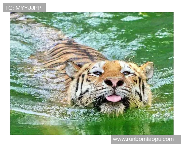 拉古纳大学与老虎大学的精彩对决引发学术与体育的双重热潮