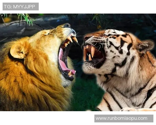 老虎大学与墨西哥美洲的激烈对决精彩回顾与分析